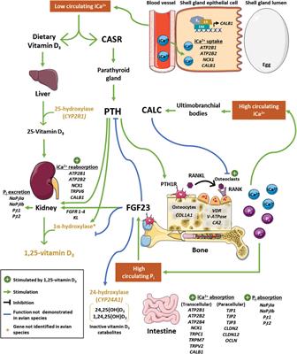 Frontiers | Physiological Regulation Of Calcium And Phosphorus ...